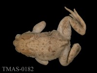 藏品(盤古蟾蜍)的圖片